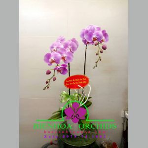 Chậu lan hồng dành tặng mẹ 2 cành HDH-0219